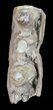 Mosasaur (Platecarpus) Jaw Section - Kansas #60665-1